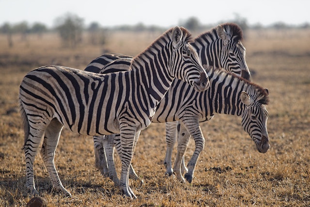 Nature’s Monochrome Masterpieces Artistry of Zebra Coat Colors