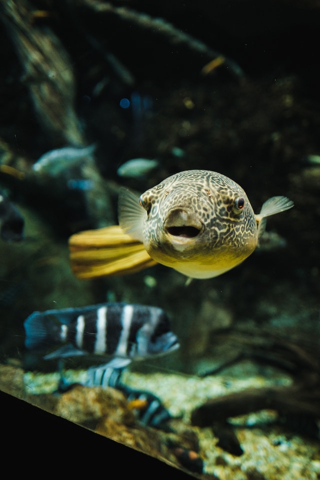 From Delicacy to Danger The Dark Side of Pufferfish Consumption