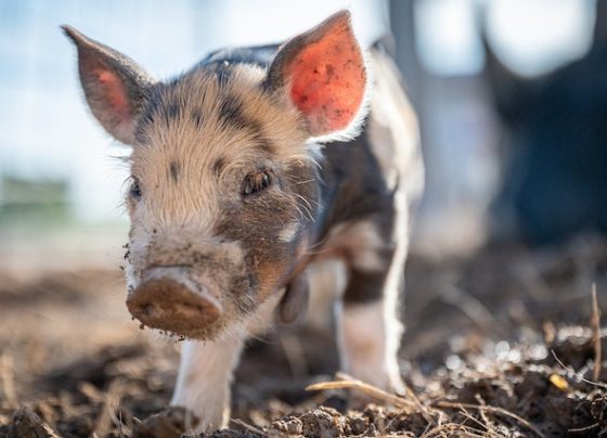 Ear Infection in Pigs