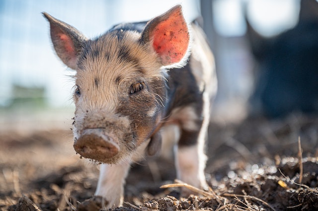 Preventing Recurrent Ear Infections in Pigs Pro Tips