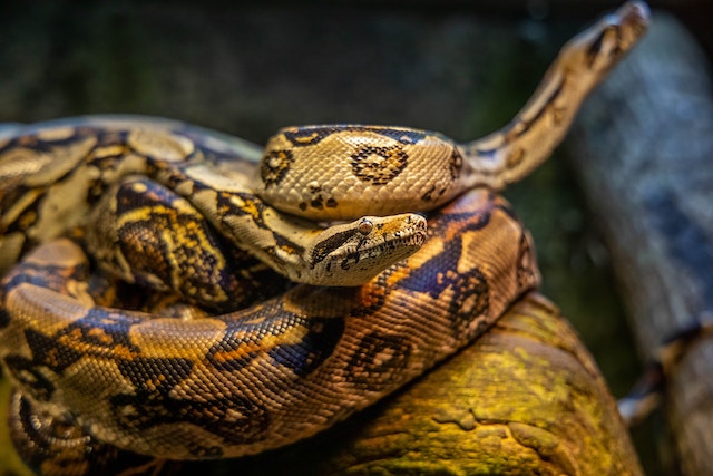 Protecting Your Loved Ones Against Deadly Backyard Snakes