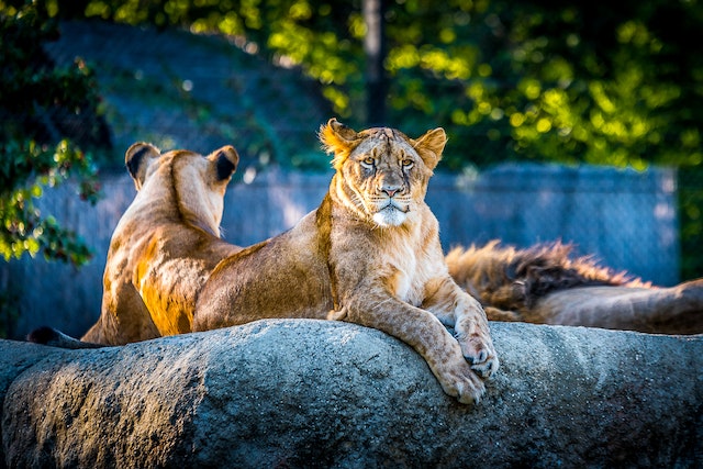 Unveiling the Secrets of Lions Marvels of the Animal Kingdom