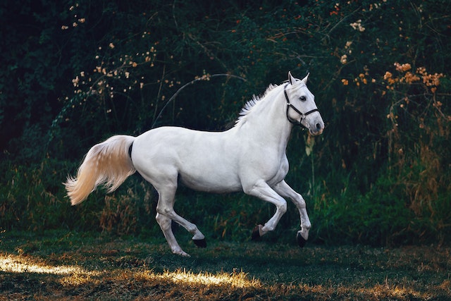 Unleashing the Power The Running Ability of Horses