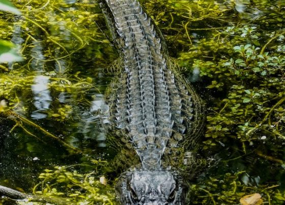 Alligator