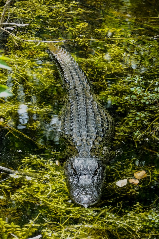 From Snouts to Tails Alligator Physical Features Unveiled