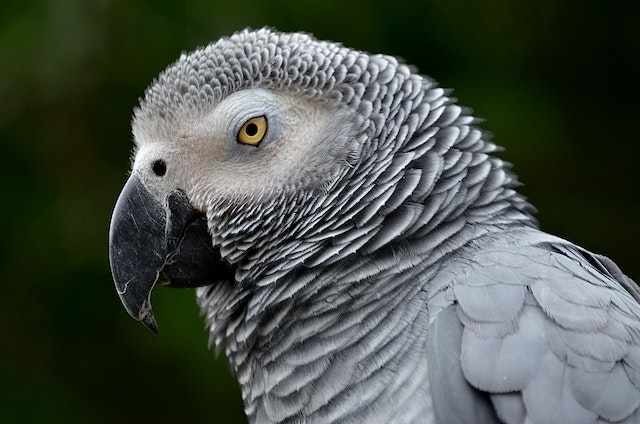 Teaching Polly to Speak Techniques for Bird Language Training