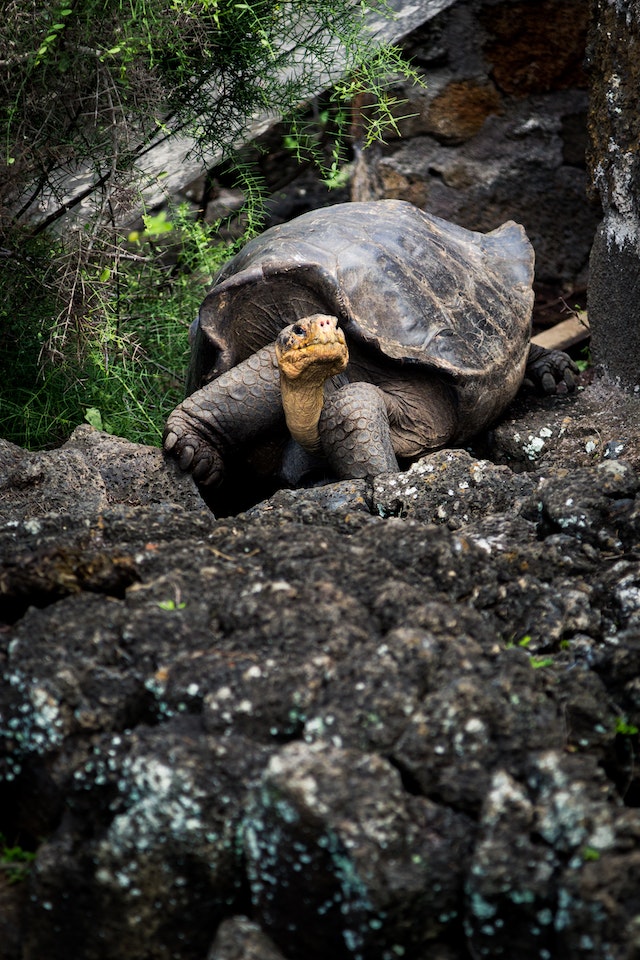 Journey of Patience and Perseverance with ‘The Tortoise’s Tale