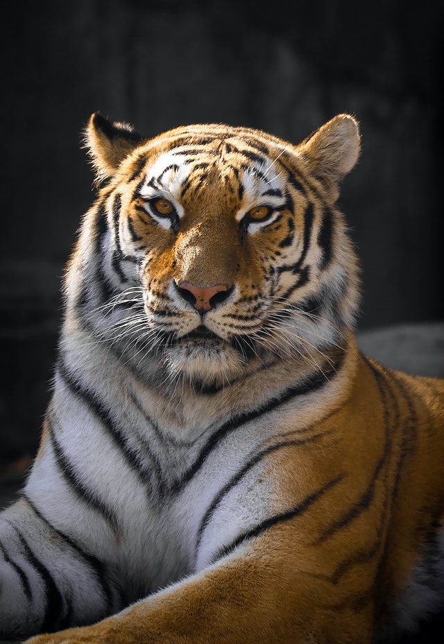 Survivors and Warriors the Remarkable Life History of Tigers