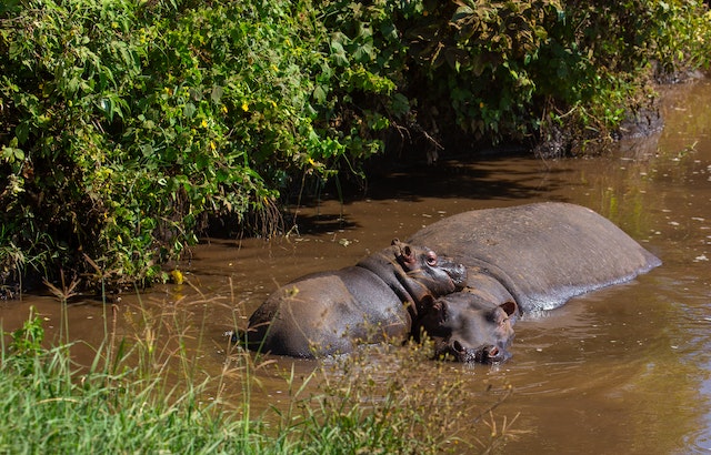 Surviving Hippo Encounter Lessons from Dr. Farmer