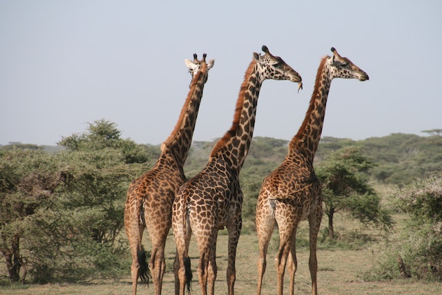 Giraffe Behavior Understanding Social and Communication