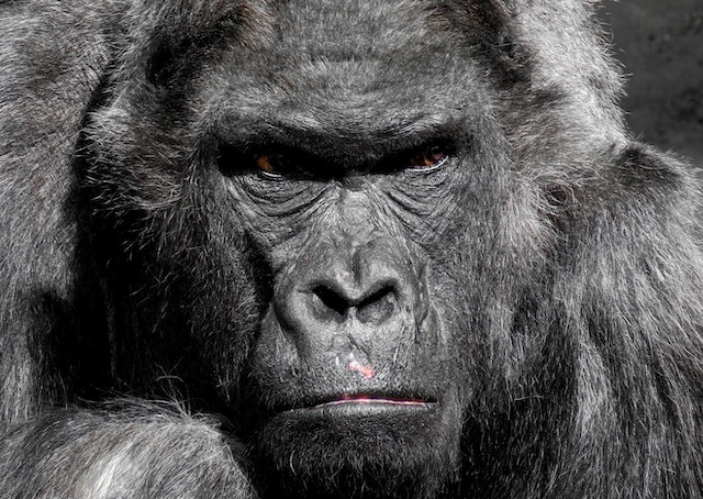 The Great Apes Unveiled A Journey into Gorilla Behavior