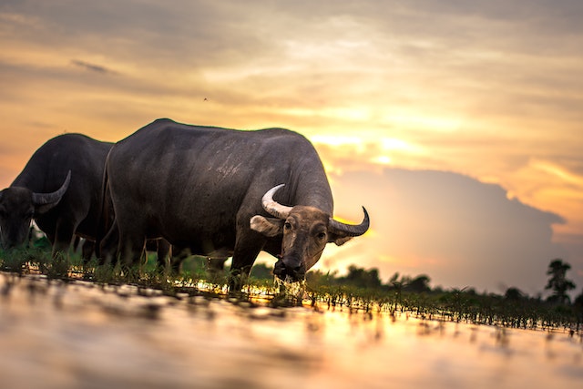 Deadly Waters: Escaping Cape Buffalo in the Wild