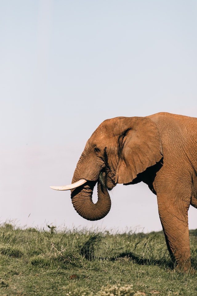 The Ivory Crisis Battling Elephant Poaching