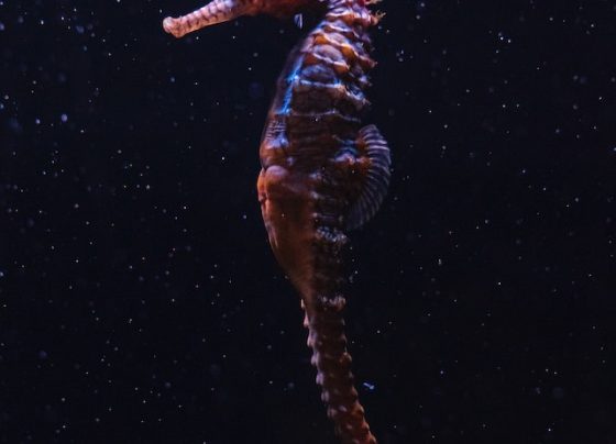 Seahorse