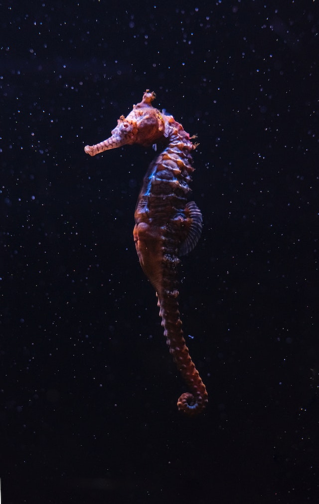 From Shallow to Deep Seahorse Adaptations Unveiled