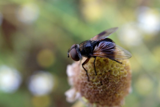 Tsetse Flies and Disease Transmission in Sub-Saharan Africa