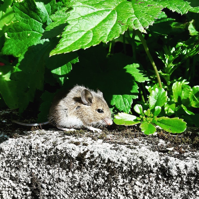 Rats Unveiled Their Real Lifestyle and Diet