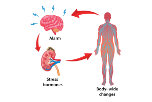 Stress-Mental Health Nexus