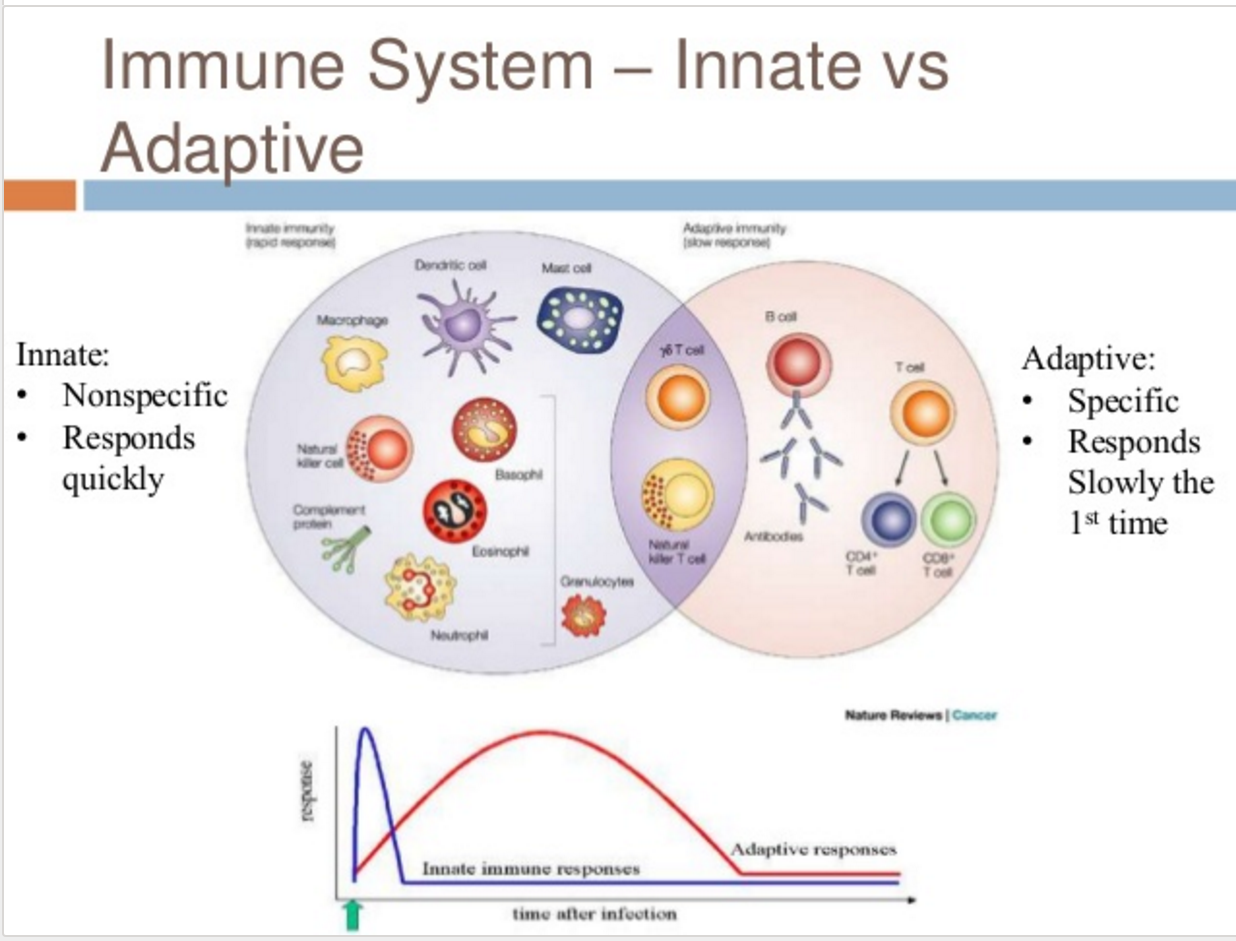 Mushrooms as Immune Boosters: The Power of Shiitake and Maitake