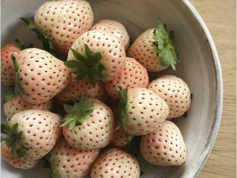 Exploring the Flavor of Pineberries: Sweet and Tangy