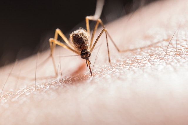 The Buzz on Mosquitoes Why Their Arrival Matters