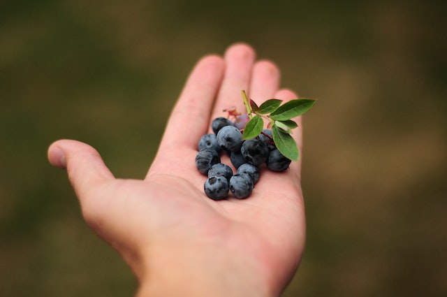 Harnessing Blueberries’ Antioxidant Might