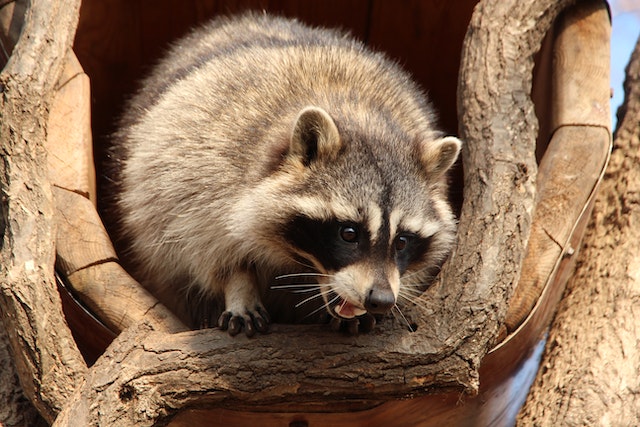 Raccoon Dumpster Diving Unveiling Their Hidden World