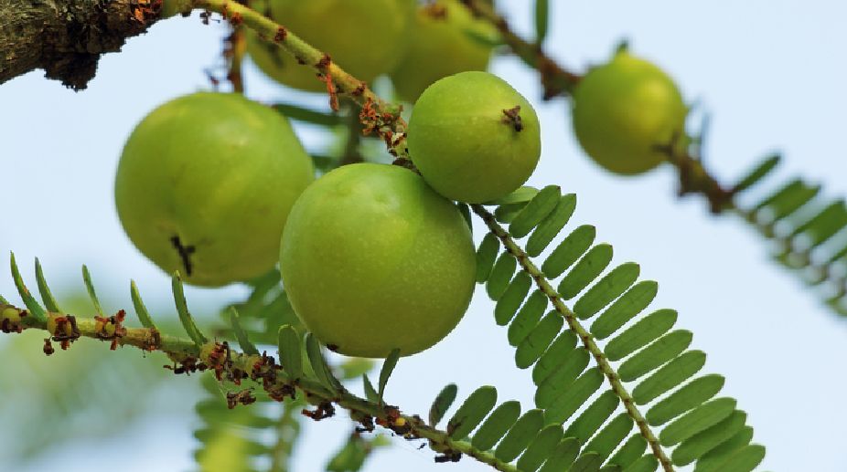 Winter Wellness Unveiled: A Deep Dive into Amla’s Healing Wonders with Dr. Rhonda Patrick