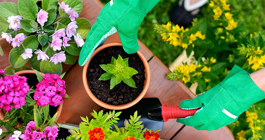 Unearth the Magic 5 Health Benefits of Gardening