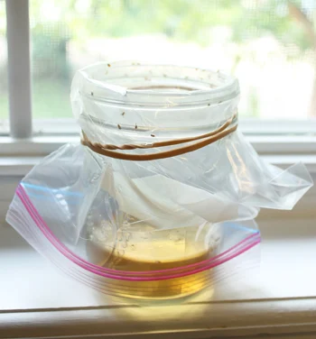 Fruit Flies with Ease DIY Traps Unveiled