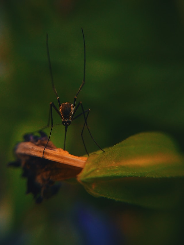 Flight of Doom: Africa’s Battle Against an Invasive Mosquito Catastrophe