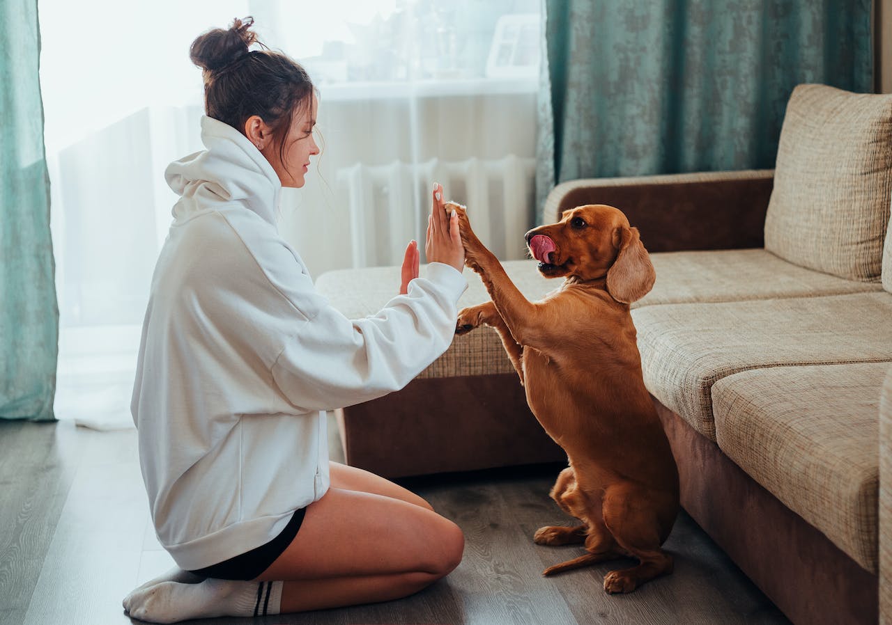 Navigating Pet-Friendly Apartment Living: Your Rights and Responsibilities