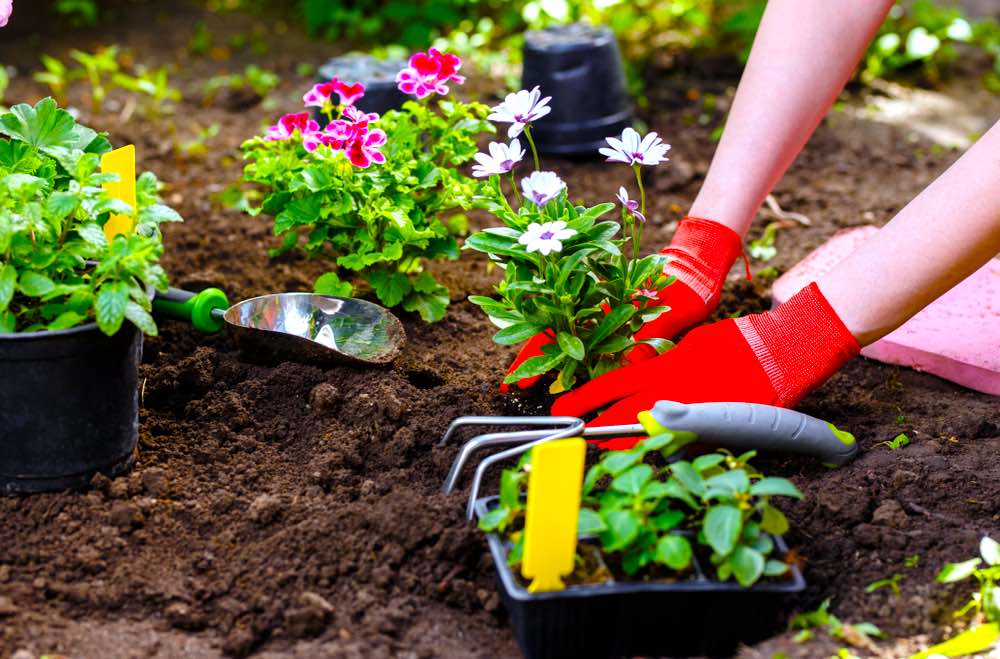 Blossoming Well Being Gardening Boosts Health