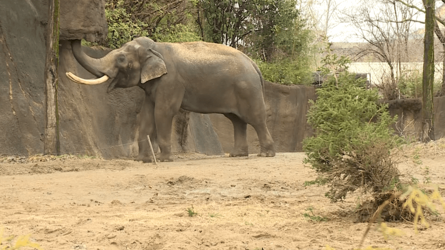 Ensuring Elephant Well-being: St. Louis and Columbus Zoos