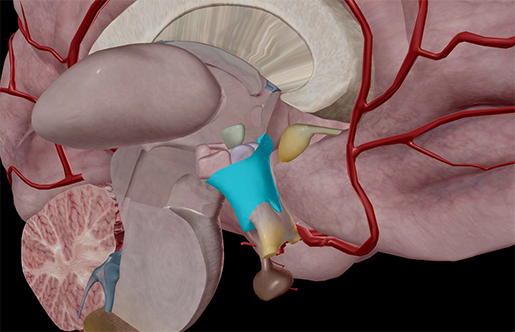 Hormonal Harmony: Unraveling the Intricacies of the Body’s Chemical Symphony