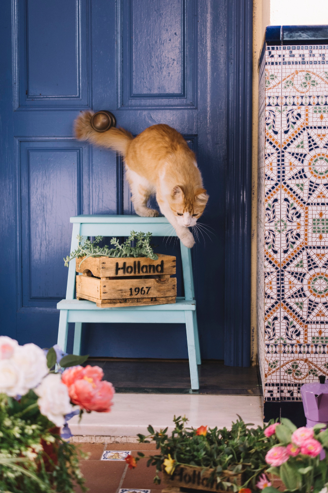 Cat Cuisine Unleashed: Exploring the Gourmet World Beyond the Cat Door