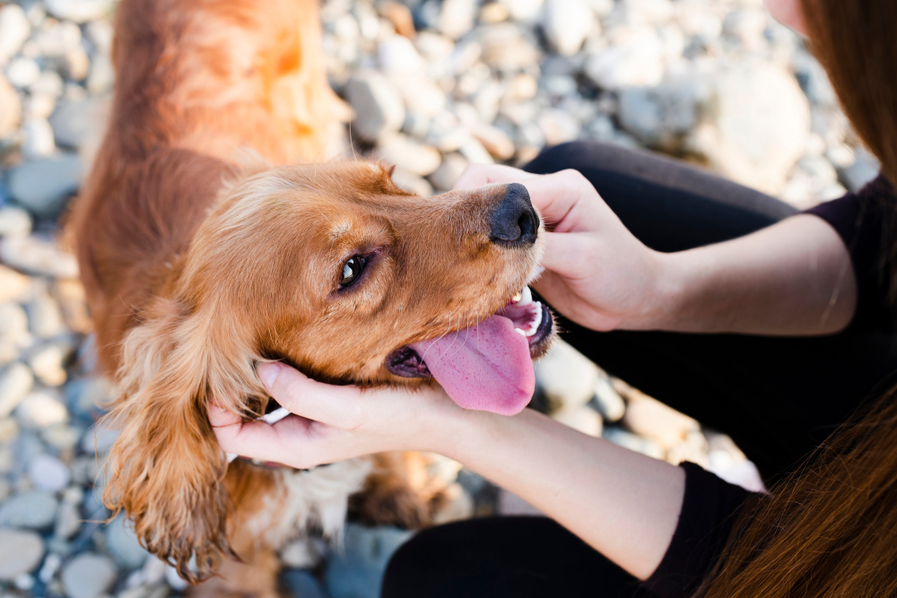 Can a Pill Prolong Your Pet’s Joy? Science of Canine Aging