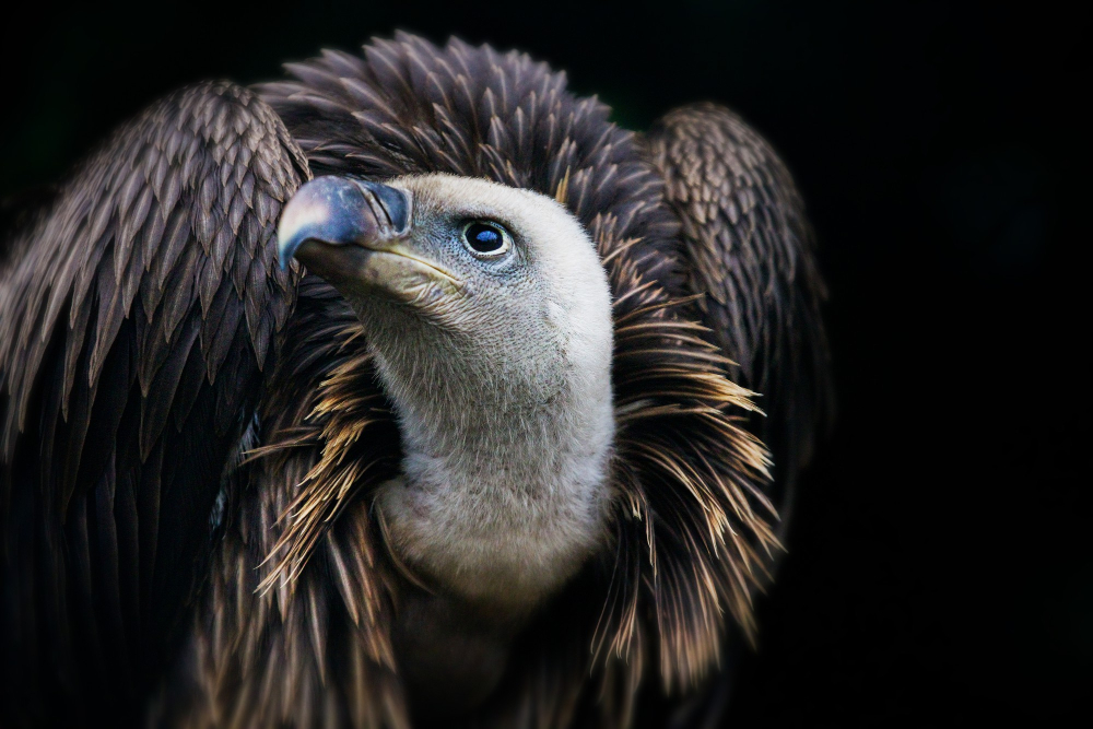 Exploring the Astounding Intelligence of Vultures