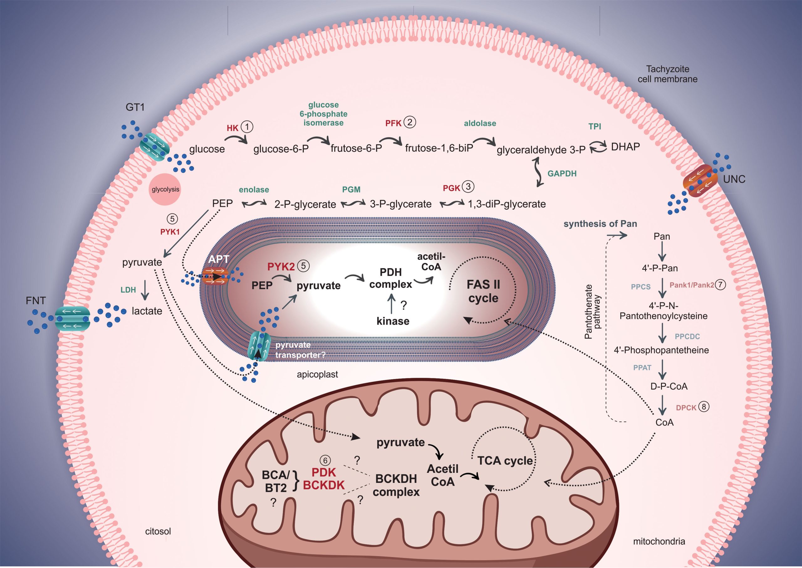 Parasites’ Impact on Host Metabolism: Manipulative Strategies Unveiled