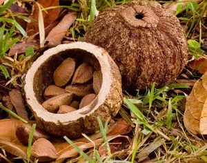 Health Marvels of Brazil Nuts