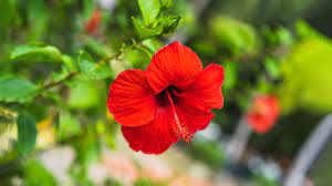 Hibiscus hair benefits