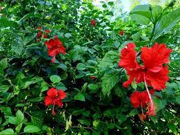 Hibiscus hair benefits