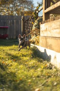 Maui Pets 