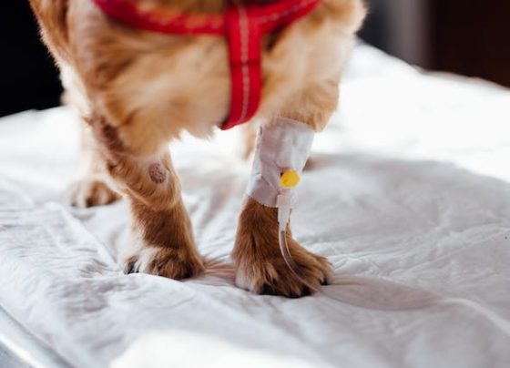 Mystery Illness for Your Dog