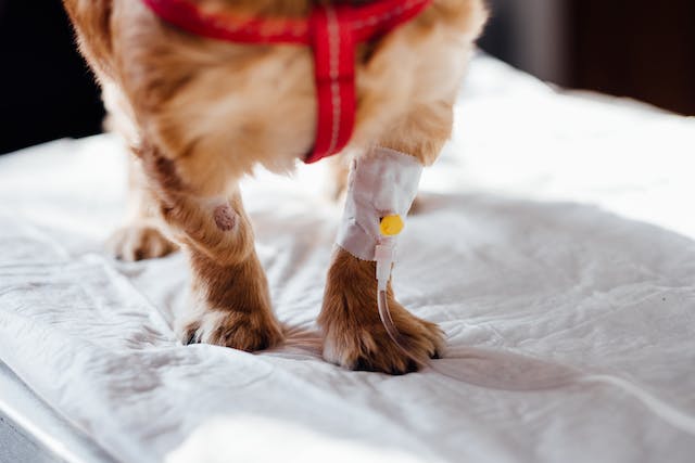 Implications of the Mystery Illness for Your Dog