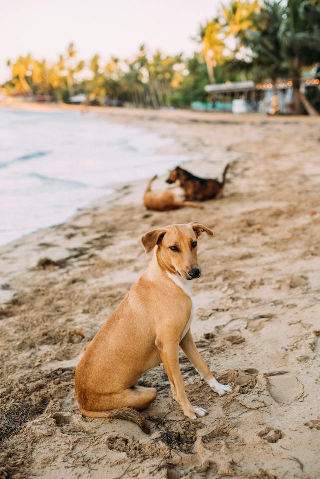 Winged Companions: A Guide to Smooth Air Travel for Dogs and Cats