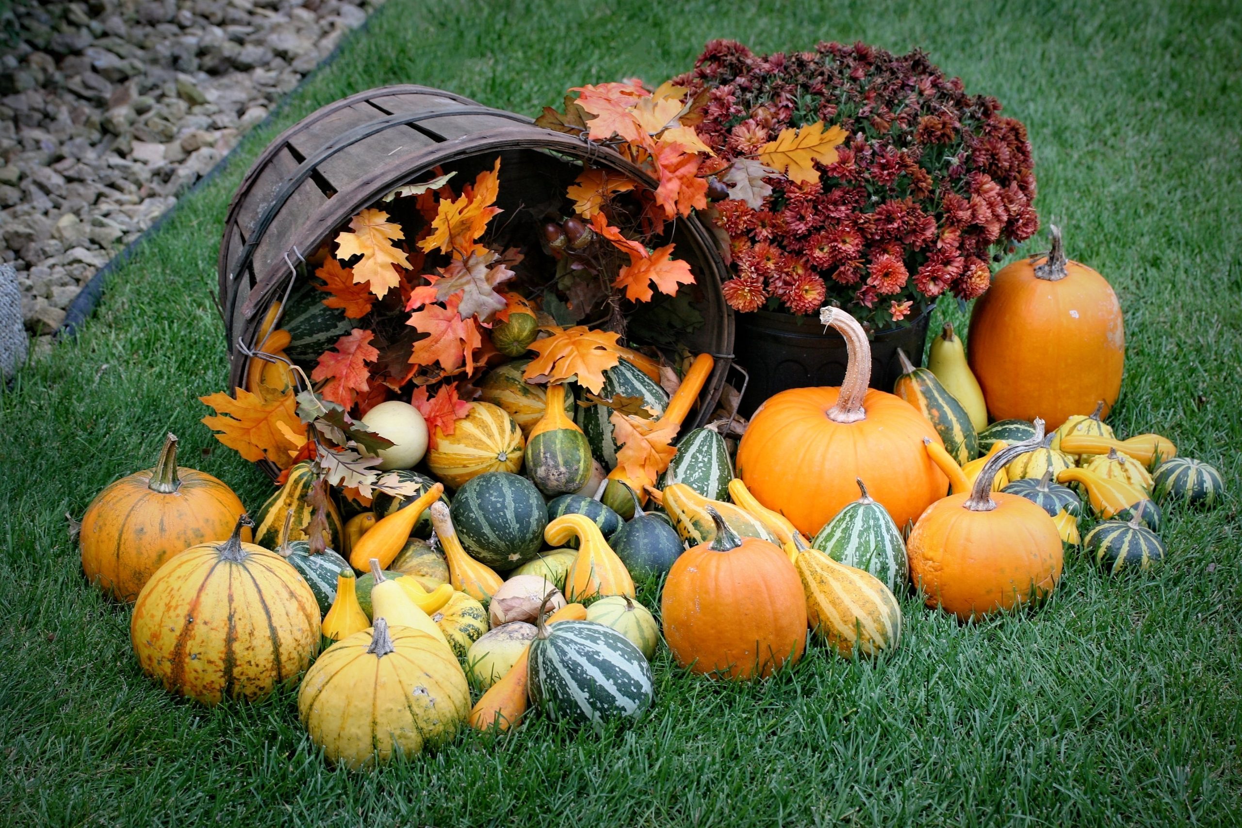 Pumpkin’s True Plant Family Exposed from Patch to Plate