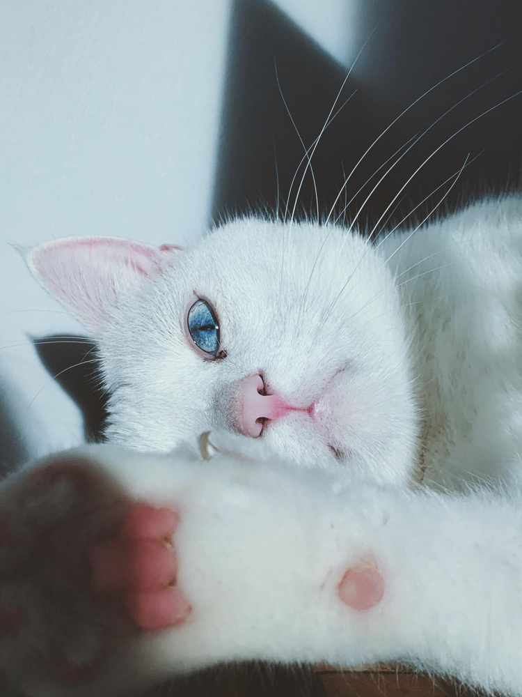 A Remarkable Kitten with Deformed Legs Seeks Forever Love