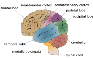  Central Nervous System