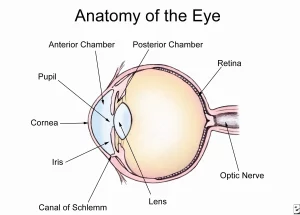 Eye Anatomy